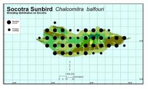 Socotra Sunbird: Socotran breeding distribution.