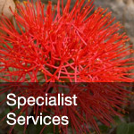 btn-specialist-tech-services